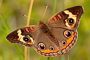 Common Buckeye Butterfly